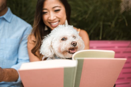 poodle in a booster seat