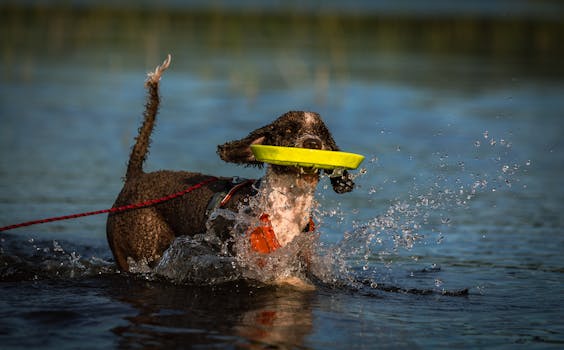 happy poodle playing with other dogs