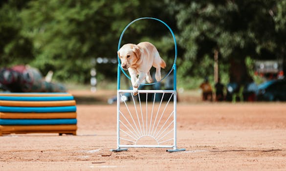 poodle navigating an obstacle course