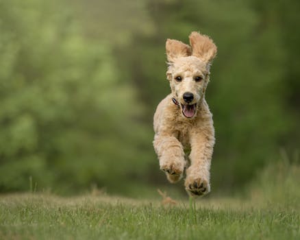 happy poodle playing fetch