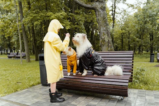 groomer and poodle enjoying training together