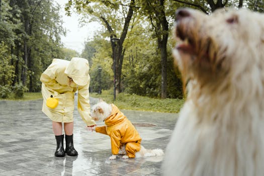 Poodle Training Stages