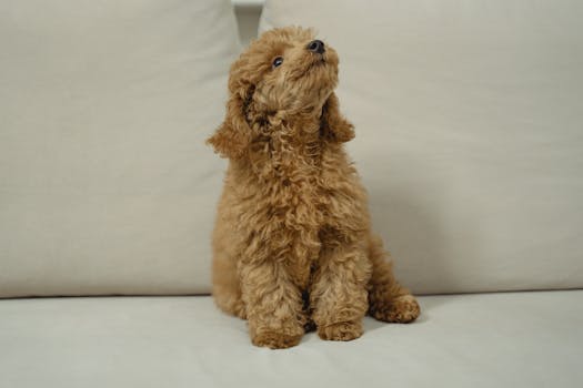 Poodle puppy vaccination timeline