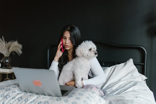 groomer working with poodle