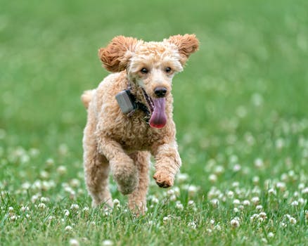 happy poodle with a shiny coat