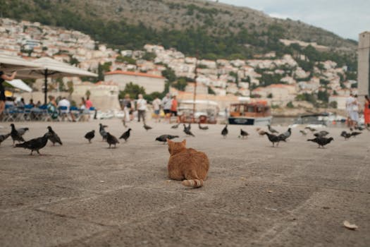 poodle meeting a cat