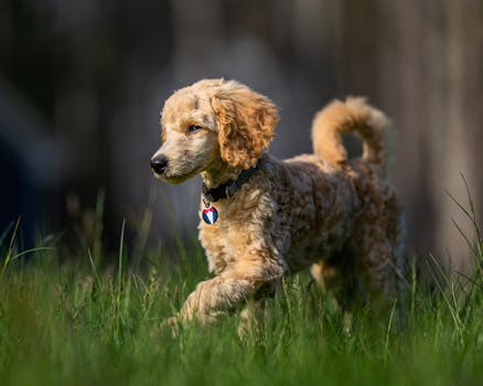 poodle playing with a guinea pig