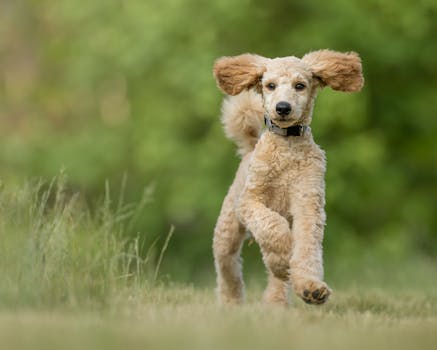 poodle running in the park