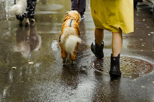 poodle enjoying a walk