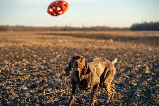 Poodle playing fetch with a toy