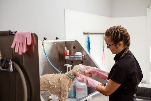 Groomer observing a Poodle during playtime