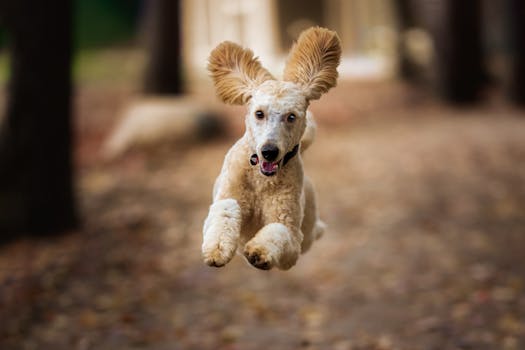 poodle in a dog show