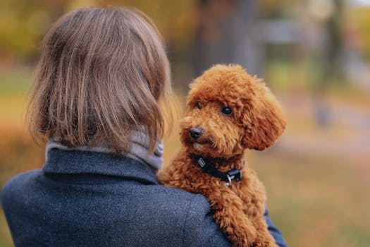 poodle walking beside owner