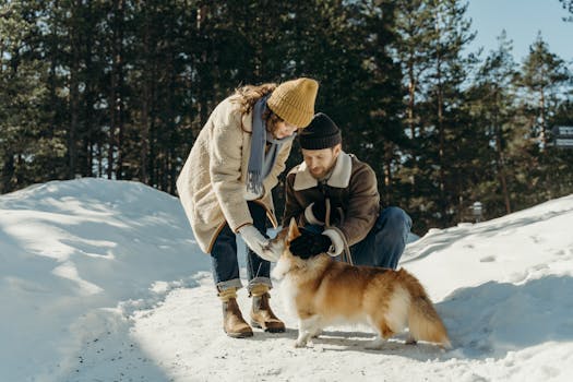 grooming poodle in winter